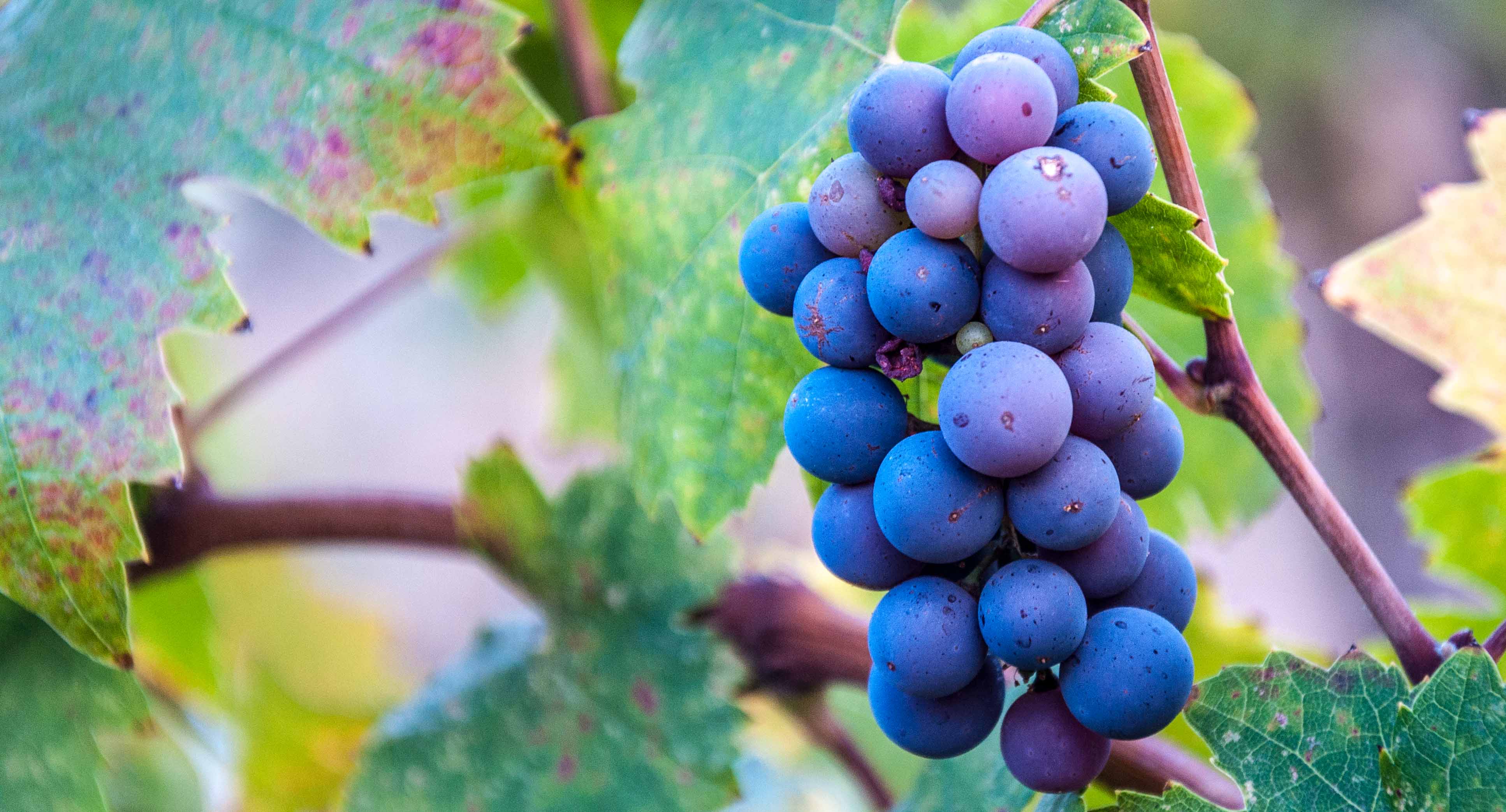 grapes and leaves on a vine