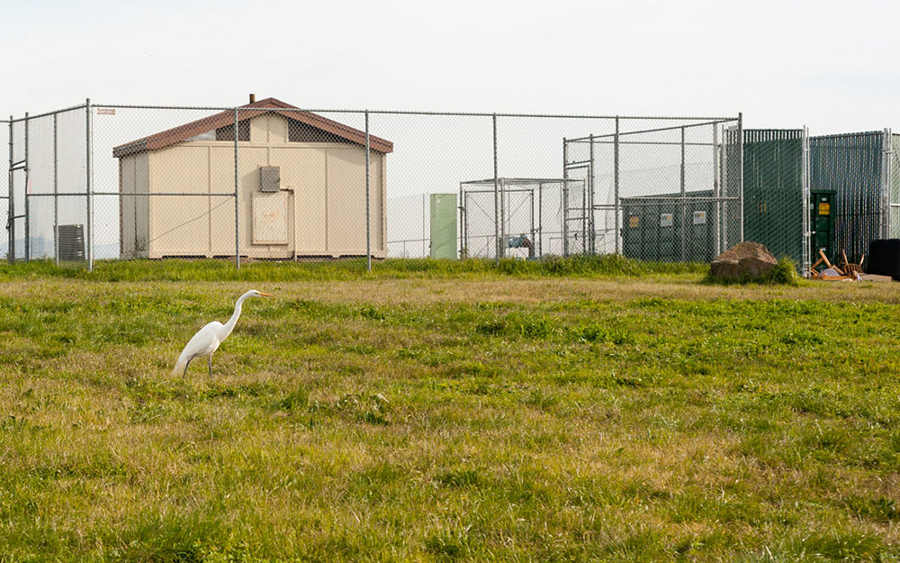 Snowy Egret on the NPORD Landfill at Port of Oakland