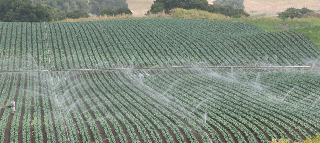 Water Sprinklers on Field in San Jose